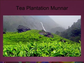 Tea Plantation Munnar 
 