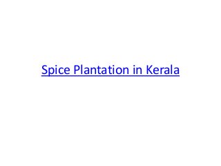Spice Plantation in Kerala

 