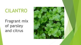 CILANTRO
Fragrant mix
of parsley
and citrus
 