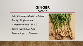 PRESENTATION ON THE LIST OF SPICES CROPS IN INDIA.pptx