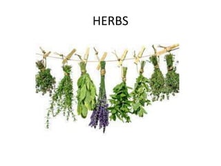 HERBS
 