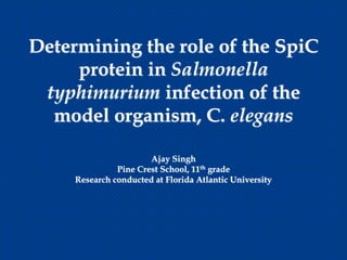 Determining the role of the SpiC
     protein in Salmonella
 typhimurium infection of the
  model organism, C. elegans

                       Ajay Singh
               Pine Crest School, 11th grade
     Research conducted at Florida Atlantic University
 