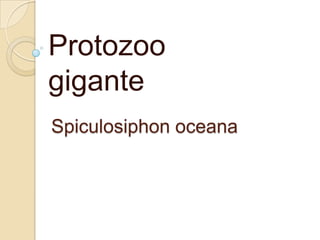 Protozoo
gigante
Spiculosiphon oceana

 