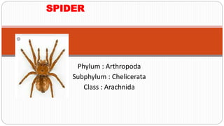 Phylum : Arthropoda
Subphylum : Chelicerata
Class : Arachnida
SPIDER
 