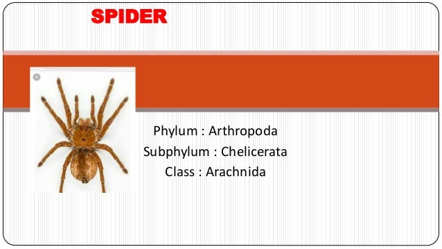 Spider Taxonomy