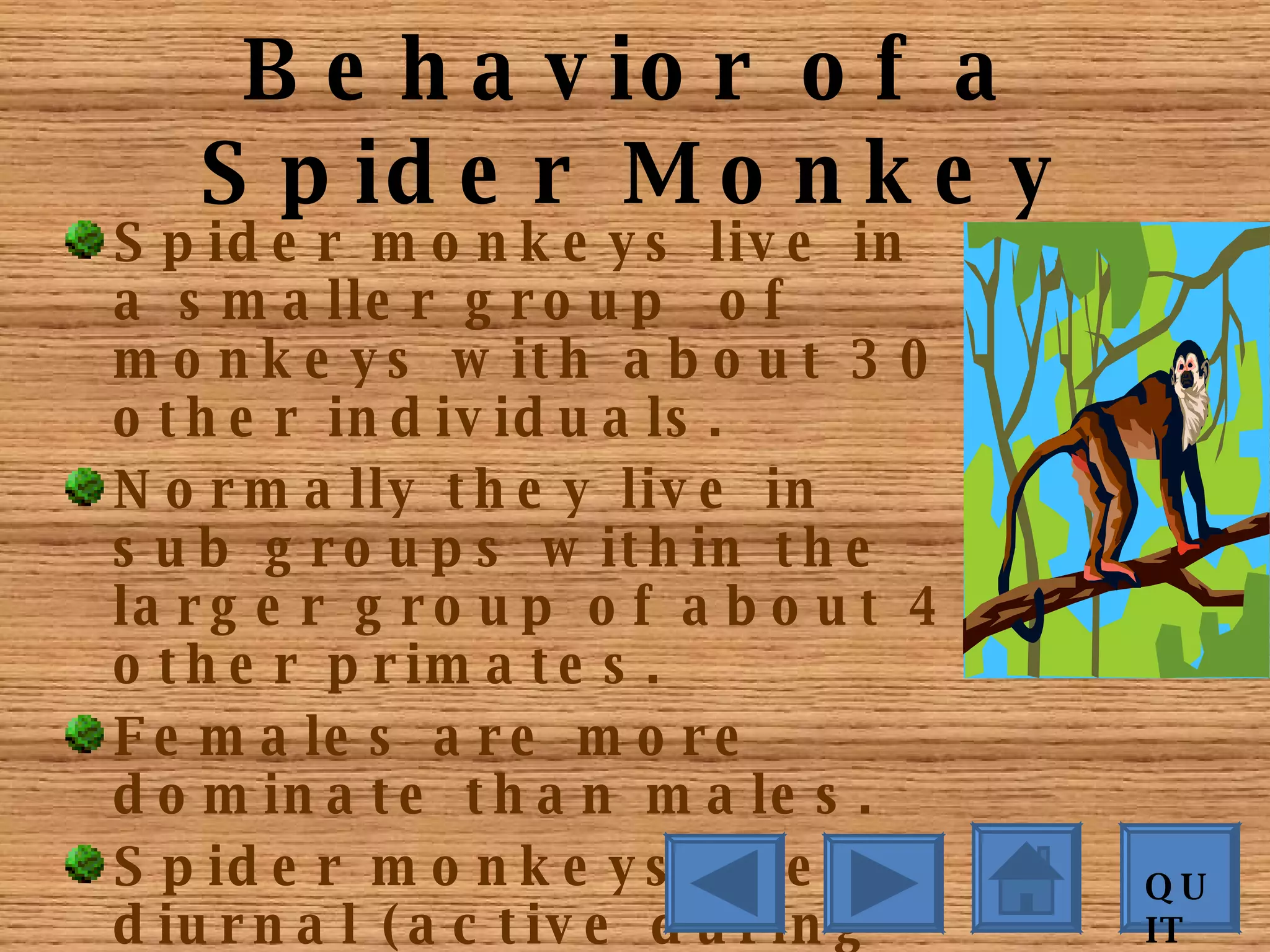 Spider Monkeys | PPT | Free Download