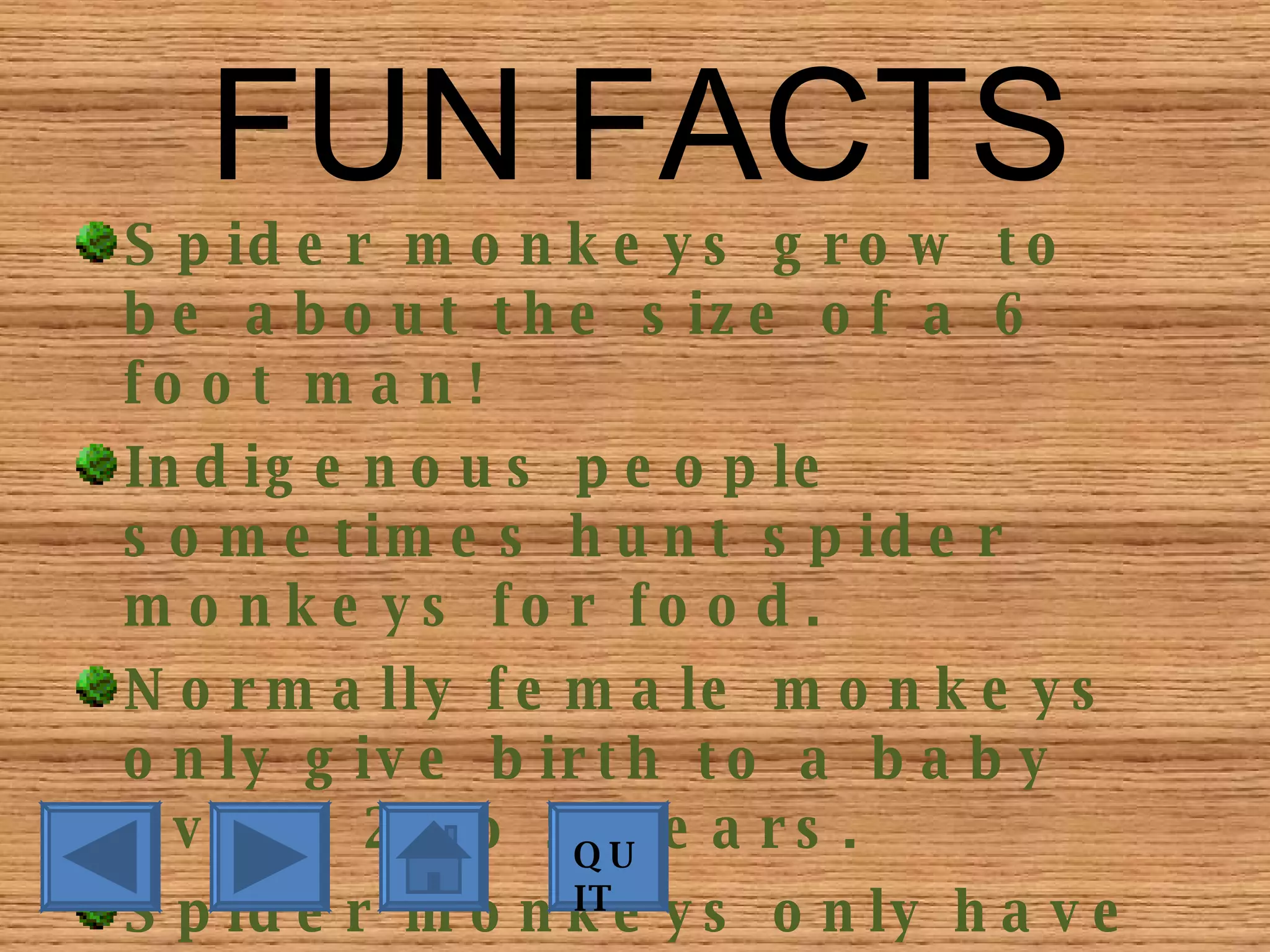 Spider Monkeys | PPT | Free Download