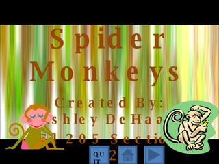 Spider Monkeys Created By: Ashley DeHaan Ed 205 Section 02 QUIT 