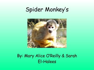 Spider Monkey’s By: Mary Alice O’Reilly & Sarah El-Halees 