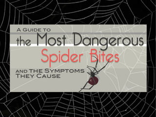 A Guide To The Most Dangerous Spider Bites And The Symptoms They Cause