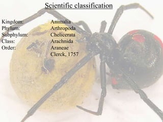 Scientific classification
Kingdom: Animalia
Phylum: Arthropoda
Subphylum: Chelicerata
Class: Arachnida
Order: Araneae
Clerck, 1757
 