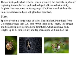 The earliest spiders had cribella, which produced the first silk capable of
capturing insects, before spiders developed silk coated with sticky
droplets.However, most modern groups of spiders have lost the cribe
llum.Tarantulas also have silk glands in their feet.
Size:
Spiders occur in a large range of sizes. The smallest, Patu digua from
Colombia,are less than 0.37 mm (0.015 in) in body length. The largest
and heaviest spiders occur among tarantulas, which can have body
lengths up to 90 mm (3.5 in) and leg spans up to 250 mm (9.8 in).
 