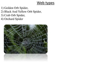 Web types
1) Golden Orb Spider,
2) Black And Yellow Orb Spider,
3) Crab Orb Spider,
4) Orchard Spider
 