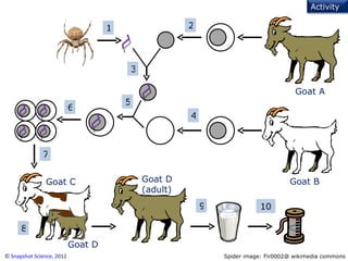 1 2 3 4 5 6 7 8 9 10 ©  Snapshot Science , 2012 Spider image: Fir0002@ wikimedia commons Goat A Goat B Goat C Goat D (adult) Goat D Activity 