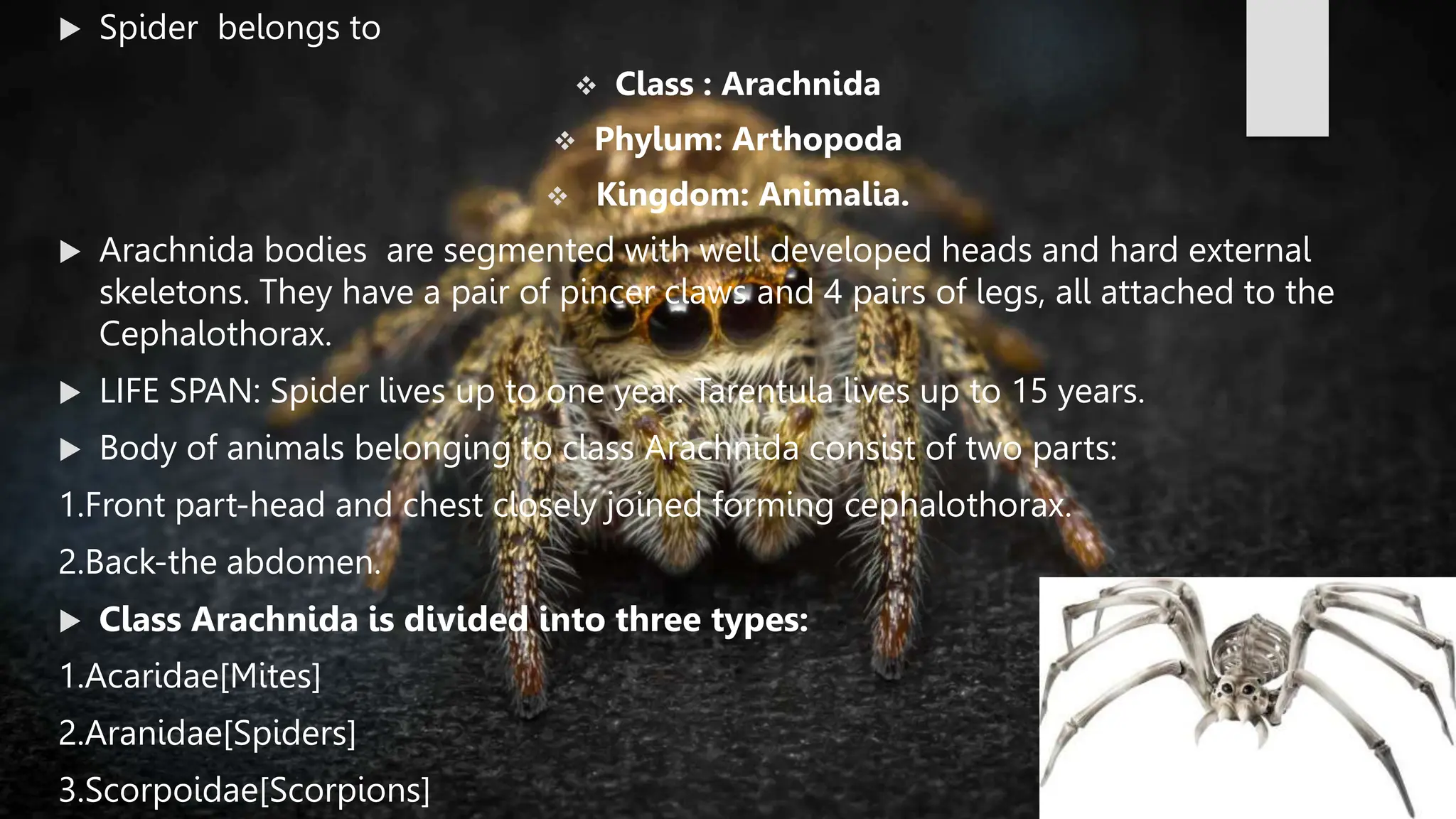 SPIDER GROUP.BHMS.HOMOEOPATHY.MATERIA MEDICA | PPT