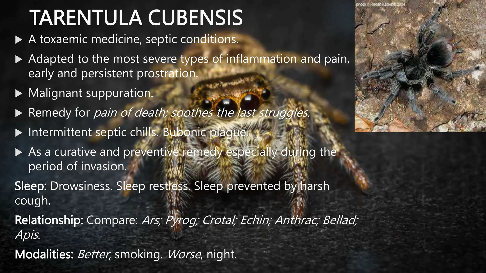 SPIDER GROUP.BHMS.HOMOEOPATHY.MATERIA MEDICA | PPT