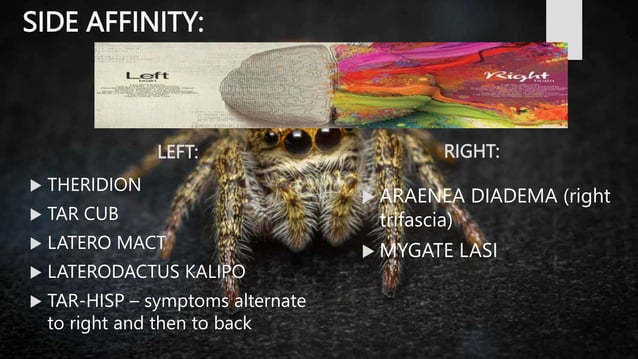 SPIDER GROUP.BHMS.HOMOEOPATHY.MATERIA MEDICA | PPT