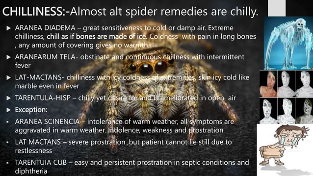 SPIDER GROUP.BHMS.HOMOEOPATHY.MATERIA MEDICA | PPT