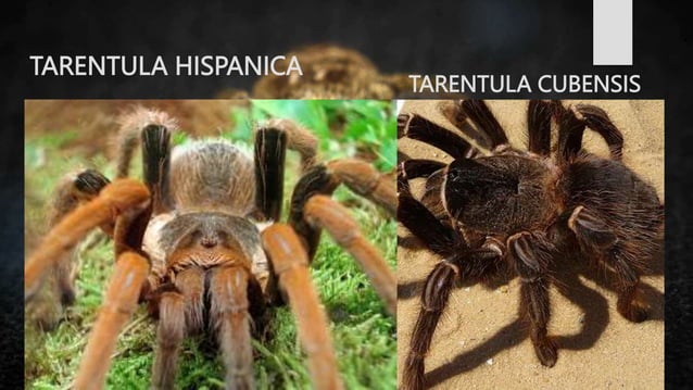 SPIDER GROUP.BHMS.HOMOEOPATHY.MATERIA MEDICA | PPT