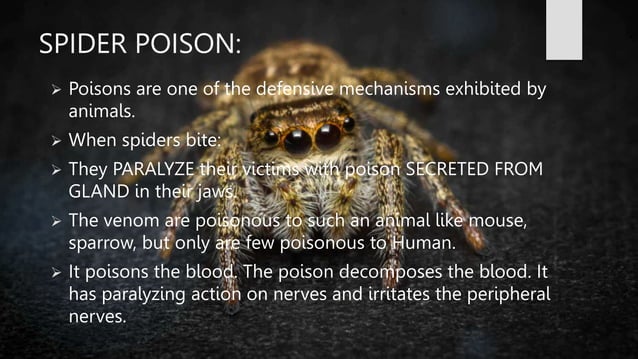 SPIDER GROUP.BHMS.HOMOEOPATHY.MATERIA MEDICA | PPT