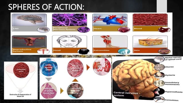 SPIDER GROUP.BHMS.HOMOEOPATHY.MATERIA MEDICA | PPT