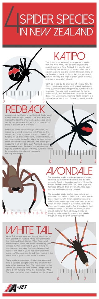 Spider infographic a jet