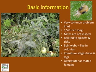 Basic information

             • Very common problem
               in AL
             • 1/20 inch long
             • Mites are not insects
             • Related to spiders &
               ticks
             • Spin webs – live in
               colonies
             • Immature stages have 6
               legs
             • Overwinter as mated
               females
 