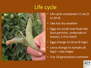Life cycle
     • Life cycle completed <1 wk (5
       to 20 d)
     • Like hot dry weather
     • Eggs are small oval (look like
       dust particles, underside of
       leaves), 3 d to hatch
     • Eggs change to larva (6 legs)
     • Larva change to nymphs (8
       legs) – two stages
     • 5 to 10 generations common
 