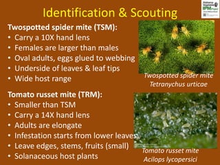 Identification & Scouting
Twospotted spider mite (TSM):
• Carry a 10X hand lens
• Females are larger than males
• Oval adults, eggs glued to webbing
• Underside of leaves & leaf tips
• Wide host range                        Twospotted spider mite
                                          Tetranychus urticae
Tomato russet mite (TRM):
• Smaller than TSM
• Carry a 14X hand lens
• Adults are elongate
• Infestation starts from lower leaves
• Leave edges, stems, fruits (small)
                                       Tomato russet mite
• Solanaceous host plants               Acilops lycopersici
 