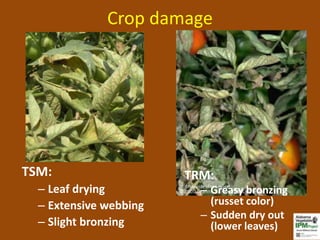 Crop damage




TSM:                    TRM:
  – Leaf drying           – Greasy bronzing
  – Extensive webbing       (russet color)
                          – Sudden dry out
  – Slight bronzing         (lower leaves)
 