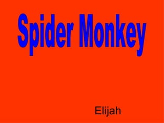 Spider Monkey Elijah 