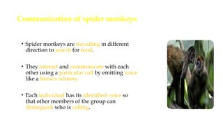 Spider Monkey Algorithm Spider Monkey Algorithm | PPTX