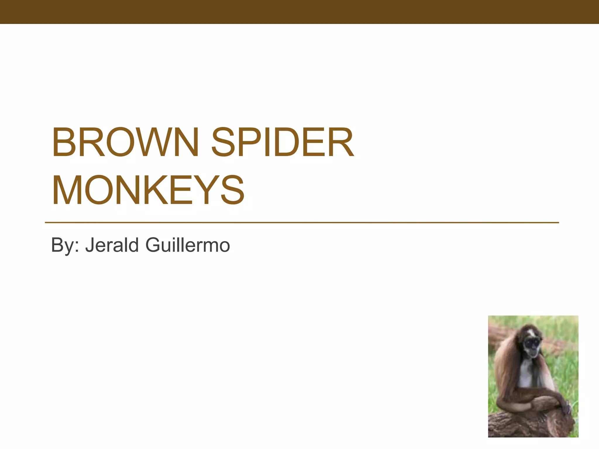Spider monkeys | PPT | Free Download