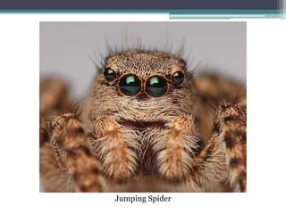 Jumping Spider