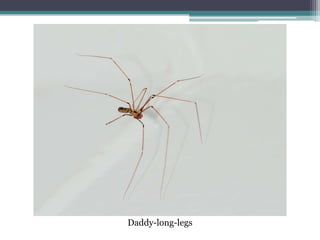 Daddy-long-legs