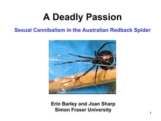 1
A Deadly Passion
Sexual Cannibalism in the Australian Redback Spider
Erin Barley and Joan Sharp
Simon Fraser University
1
 
