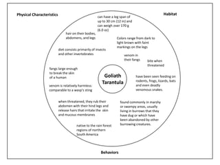 Physical Characteristics Habitat
Behaviors
Goliath
Tarantula
hair on their bodies,
abdomens, and legs
can have a leg span of
up to 30 cm (12 in) and
can weigh over 170 g
(6.0 oz)
fangs large enough
to break the skin
of a human
venom in
their fangs bite when
threatened
venom is relatively harmless:
comparable to a wasp's sting
when threatened, they rub their
abdomen with their hind legs and
release hairs that irritate the skin
and mucous membranes
diet consists primarily of insects
and other invertebrates
have been seen feeding on
rodents, frogs, lizards, bats
and even deadly
venomous snakes.
native to the rain forest
regions of northern
South America
found commonly in marshy
or swampy areas, usually
living in burrows that they
have dug or which have
been abandoned by other
burrowing creatures.
Colors range from dark to
light brown with faint
markings on the legs
 