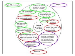 Physical Characteristics Habitat
Behaviors
Goliath
Tarantula
hair on their bodies,
abdomens, and legs
can have a leg span of
up to 30 cm (12 in) and
can weigh over 170 g
(6.0 oz)
fangs large enough
to break the skin
of a human
venom in
their fangs bite when
threatened
venom is relatively harmless:
comparable to a wasp's sting
when threatened, they rub their
abdomen with their hind legs and
release hairs that irritate the skin
and mucous membranes
diet consists primarily of insects
and other invertebrates
have been seen feeding on
rodents, frogs, lizards, bats
and even deadly
venomous snakes.
native to the rain forest
regions of northern
South America
found commonly in marshy
or swampy areas, usually
living in burrows that they
have dug or which have
been abandoned by other
burrowing creatures.
Colors range from dark to
light brown with faint
markings on the legs
 
