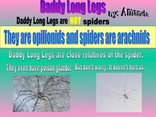 Spiders | PPT