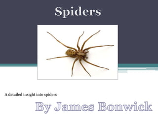 A detailed insight into spiders
 