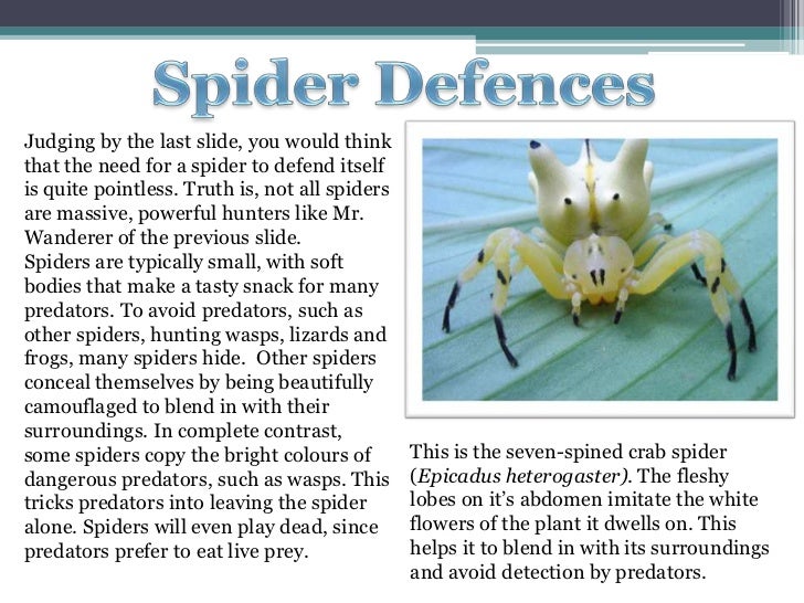 Spiders
