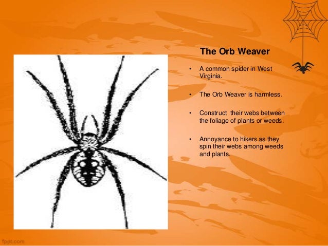 spiders of west virginia spiders in wv