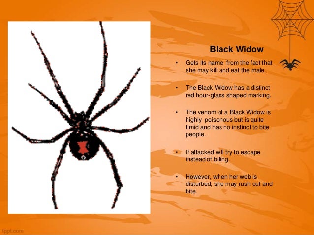 spiders of west virginia spiders in wv