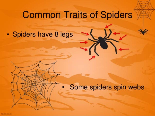 spiders of west virginia spiders in wv