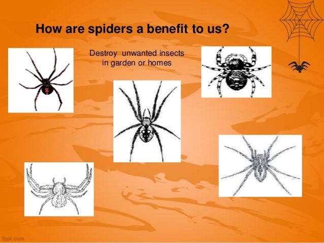 spiders of west virginia spiders in wv