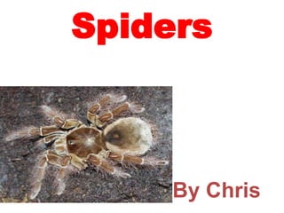 Spiders By Chris 