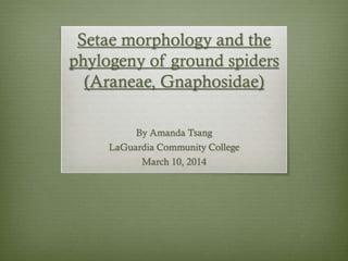 Setae morphology and the
phylogeny of ground spiders
(Araneae, Gnaphosidae)
By Amanda Tsang
LaGuardia Community College
March 10, 2014
 