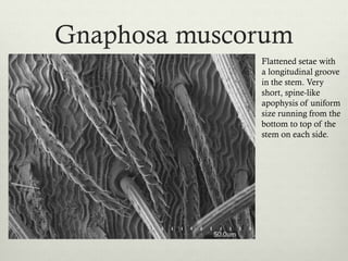 Setae morphology and the phylogeny of ground spiders (Araneae ...