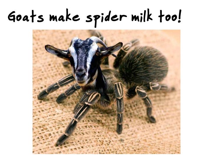 Spider silk joey rasich spring 2011