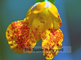 The Spider in my yard 